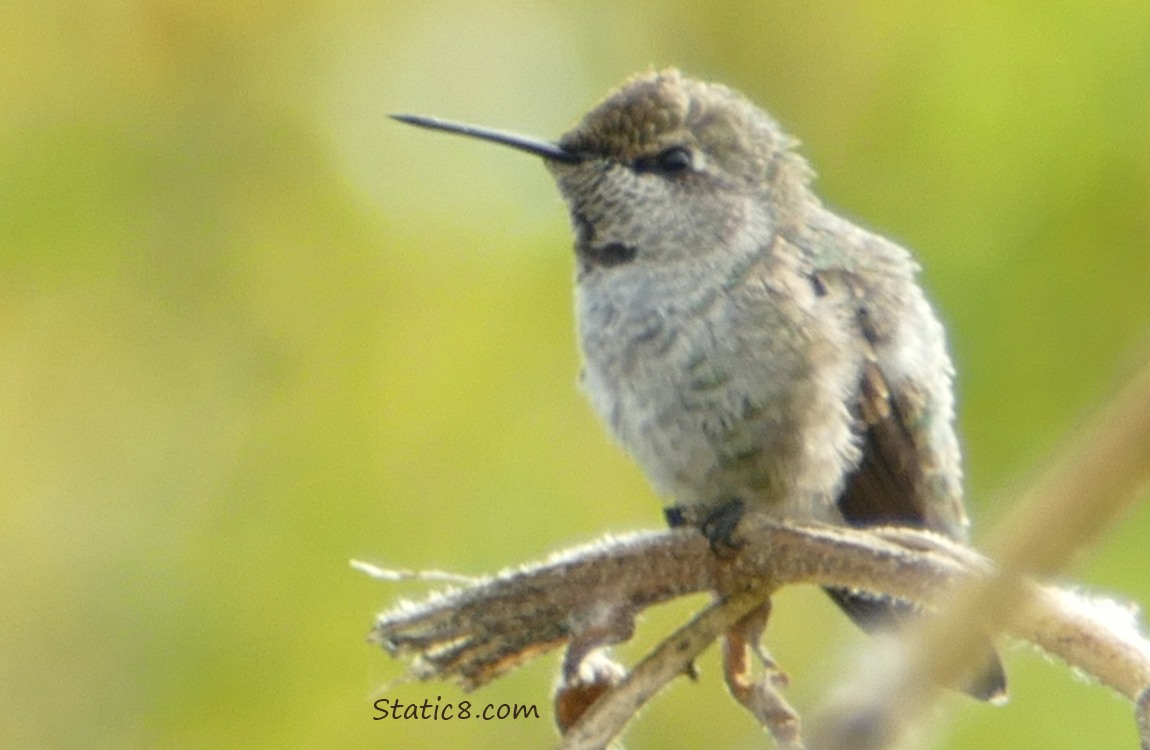 Anna Hummingbird sitting on a stalk