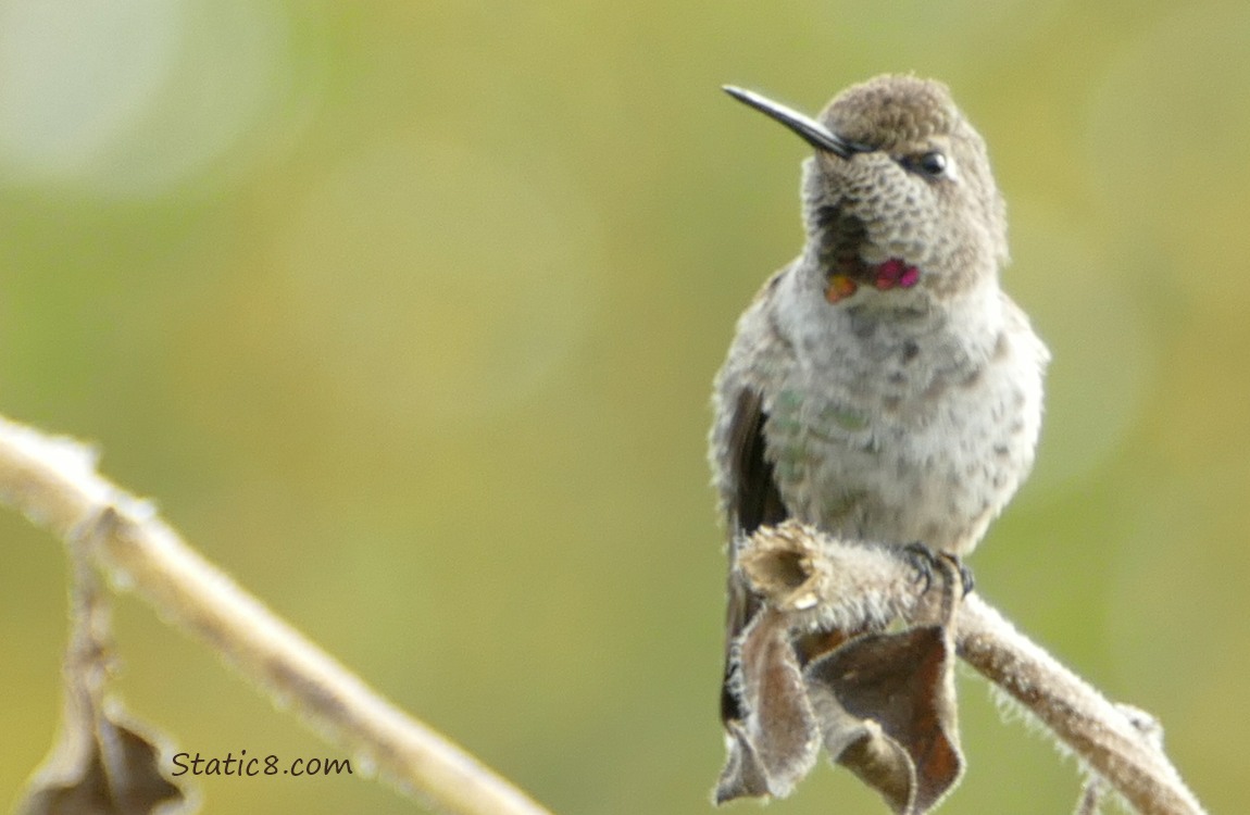 Anna Hummingbird sitting on a stalk