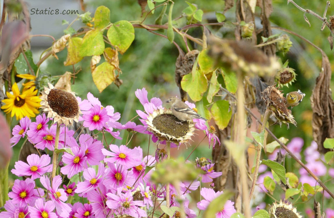 Goldfinch standing on a spent sunflower bloom, surrounded by pink Cosmos blooms