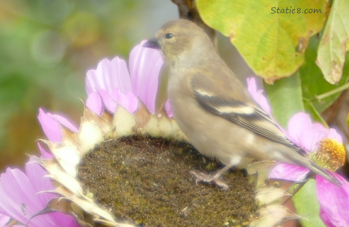 Goldfinch standing on a spent sunflower bloom, surrounded by pink Cosmos blooms