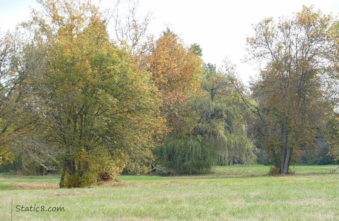 Trees in a meadow