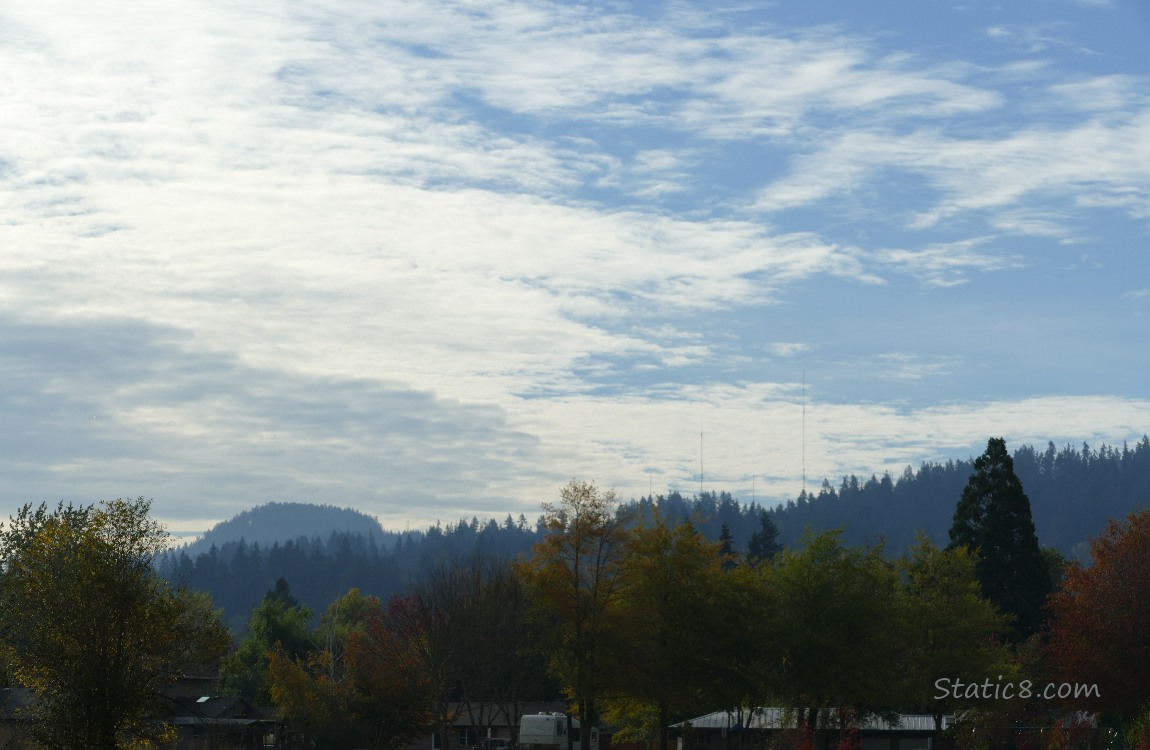 Trees on the hill