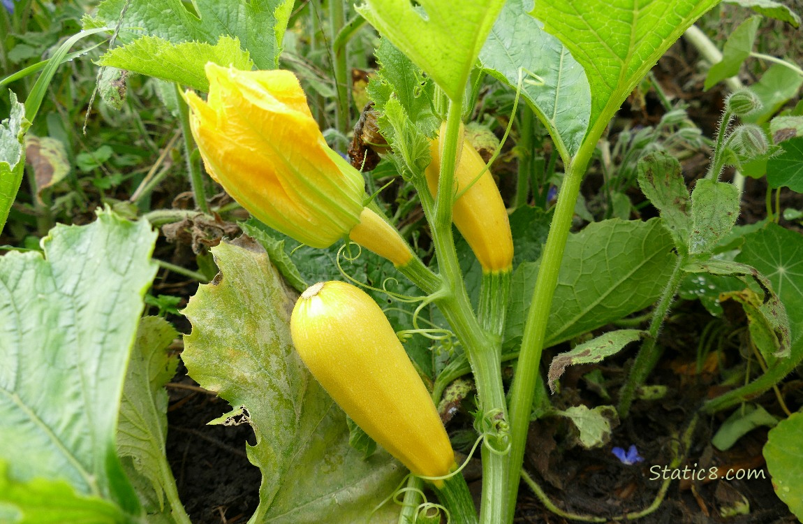 Straightneck squash growing on the vine