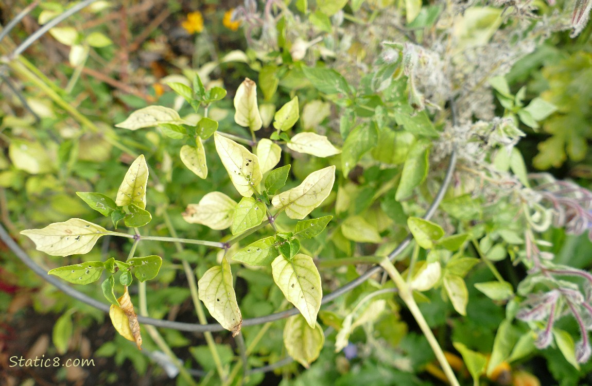 Tomatillo plant with yellowing leaves