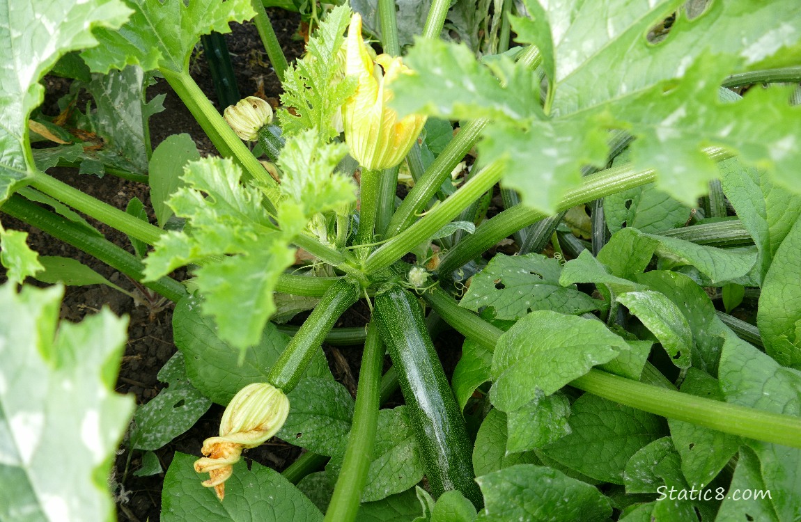 Green Zucchinis growing on the vine