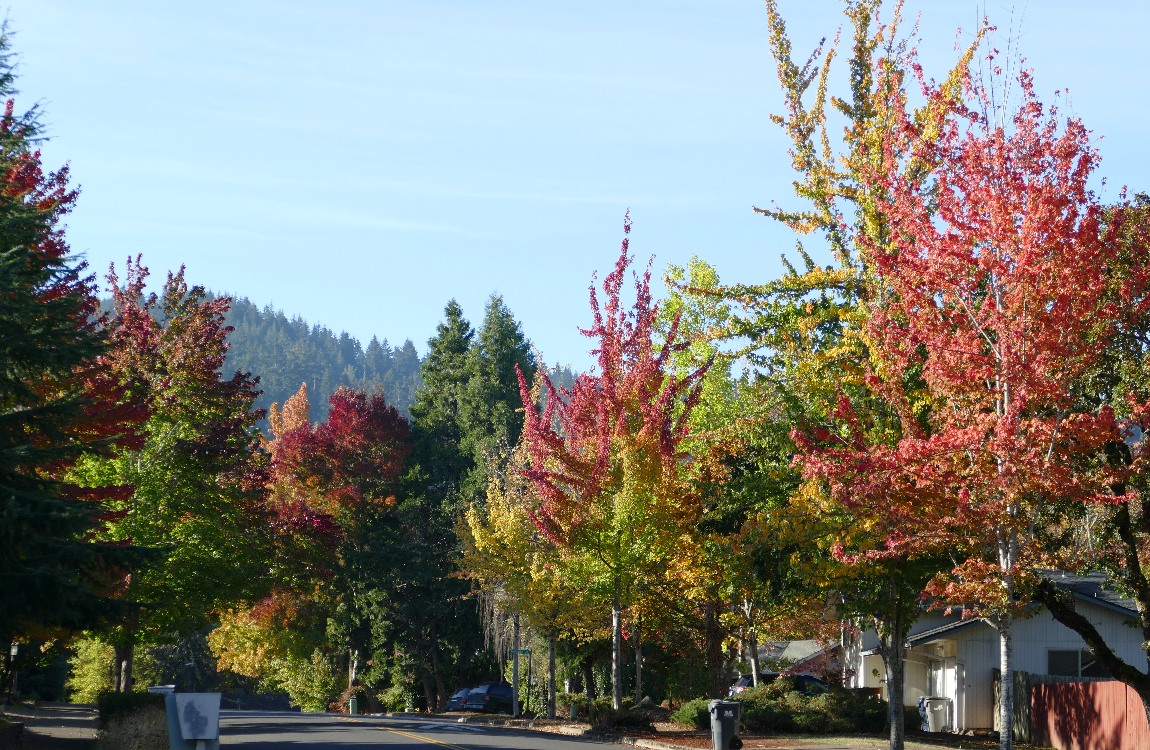 Autumn trees lining a neighborhood street