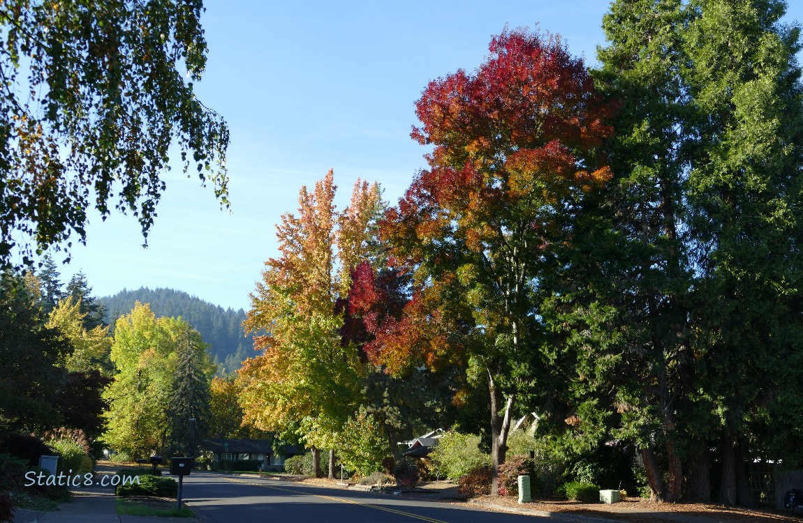 Autumn trees lining a neighborhood street