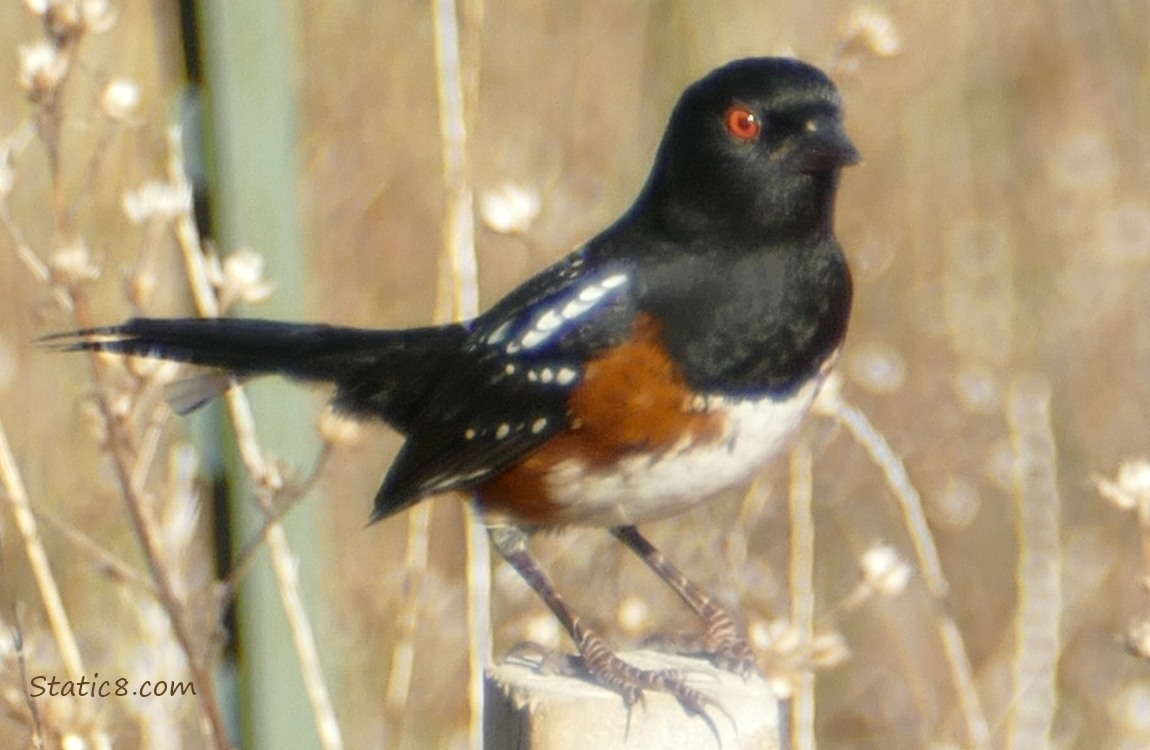 Towhee standing on a post