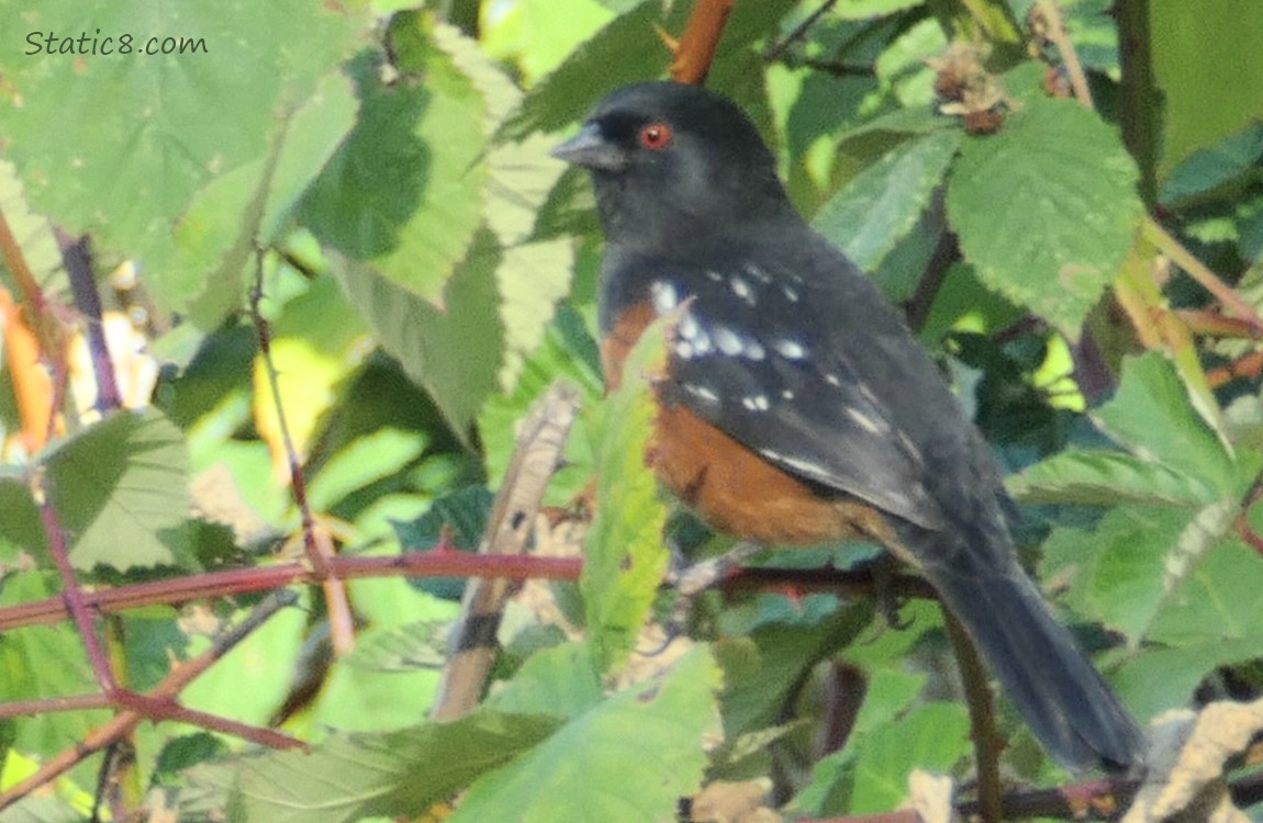 Towhee standing in a bush