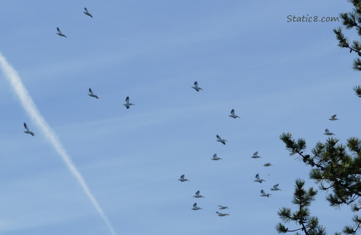 White Pelicans flying