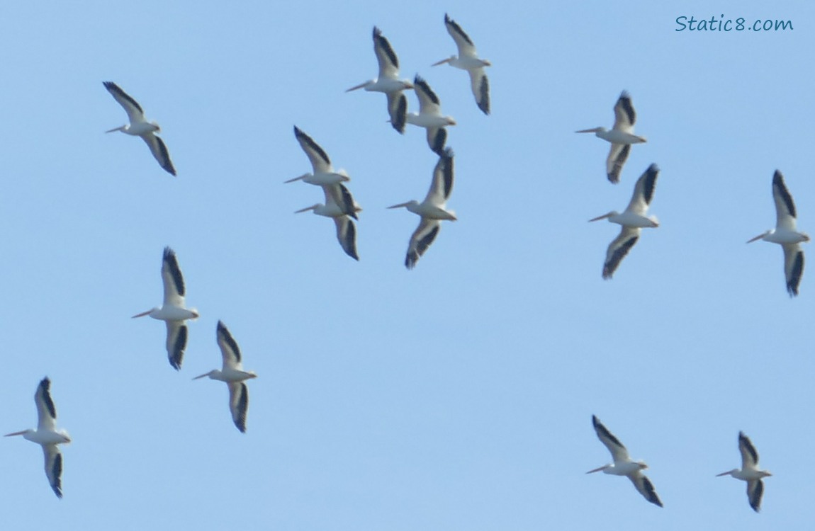 White Pelicans flying