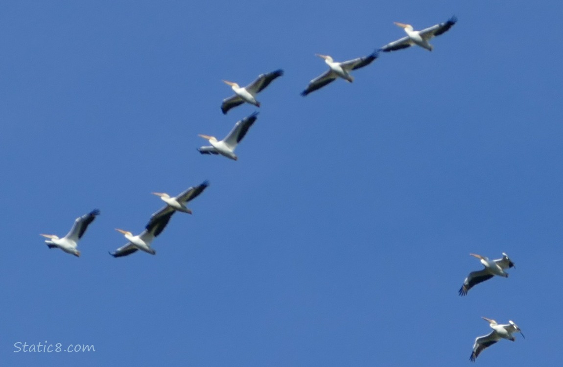 White Pelicans flying