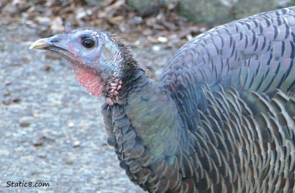 Wild Turkey