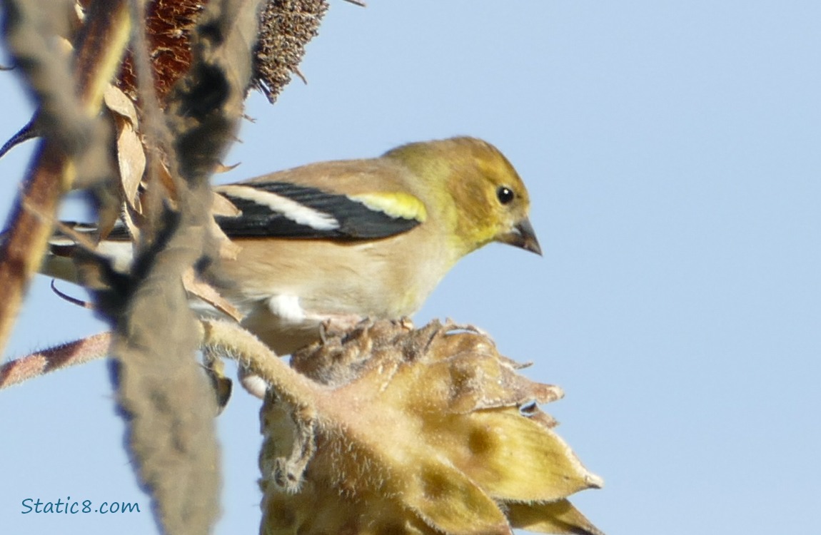 Goldfinch standing on a spent sunflower head