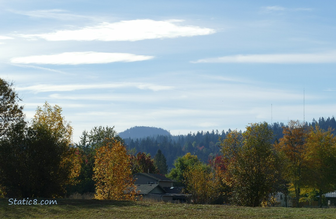 Autumn trees under a blue sky