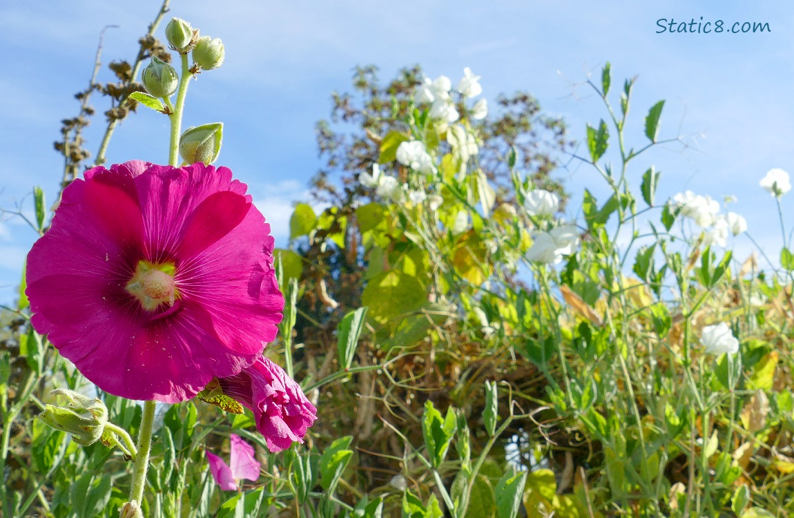 Bright pink Hollyhock bloom with white Sweet Pea blooms in the background, and a blue sky