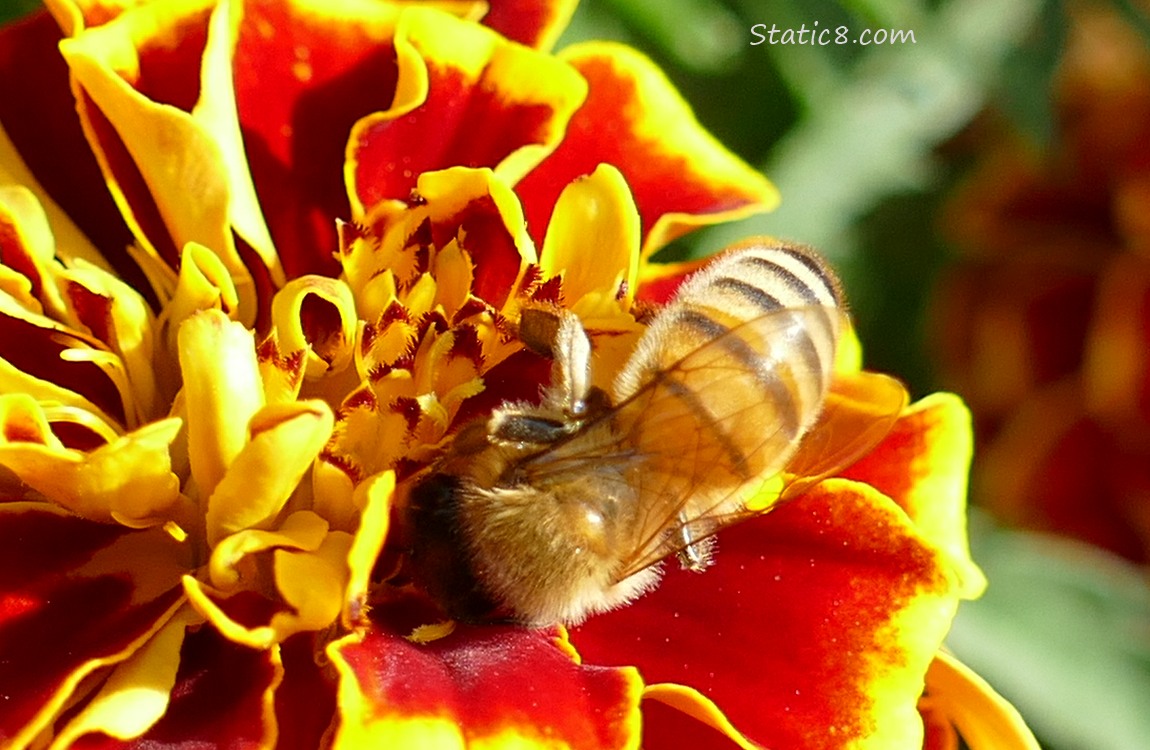 Honey Bee standing on a Marigold bloom