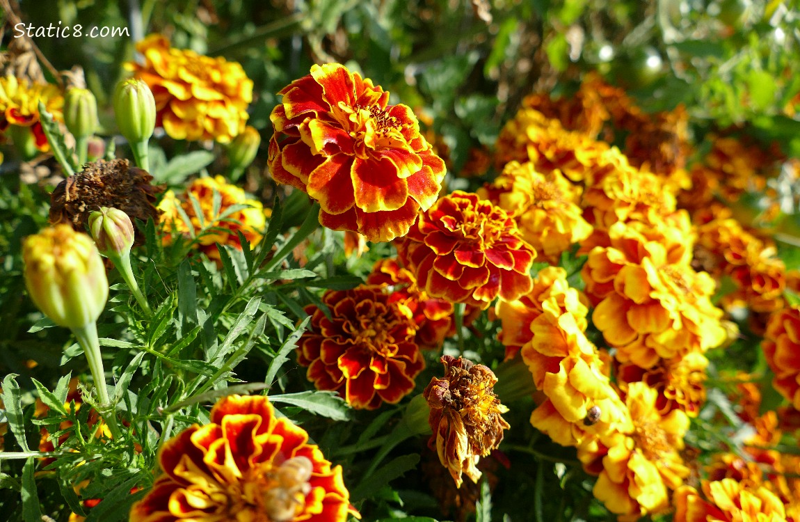 Marigold blooms