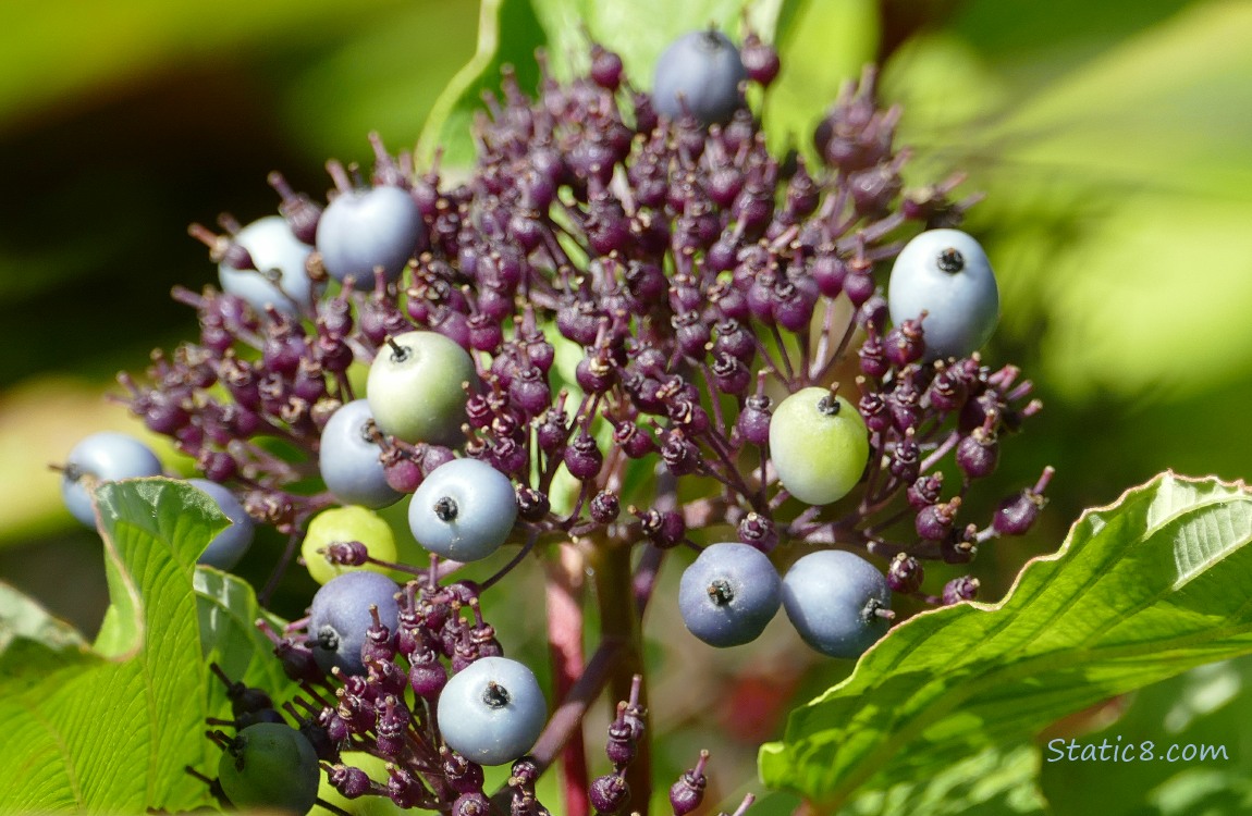 blue berries