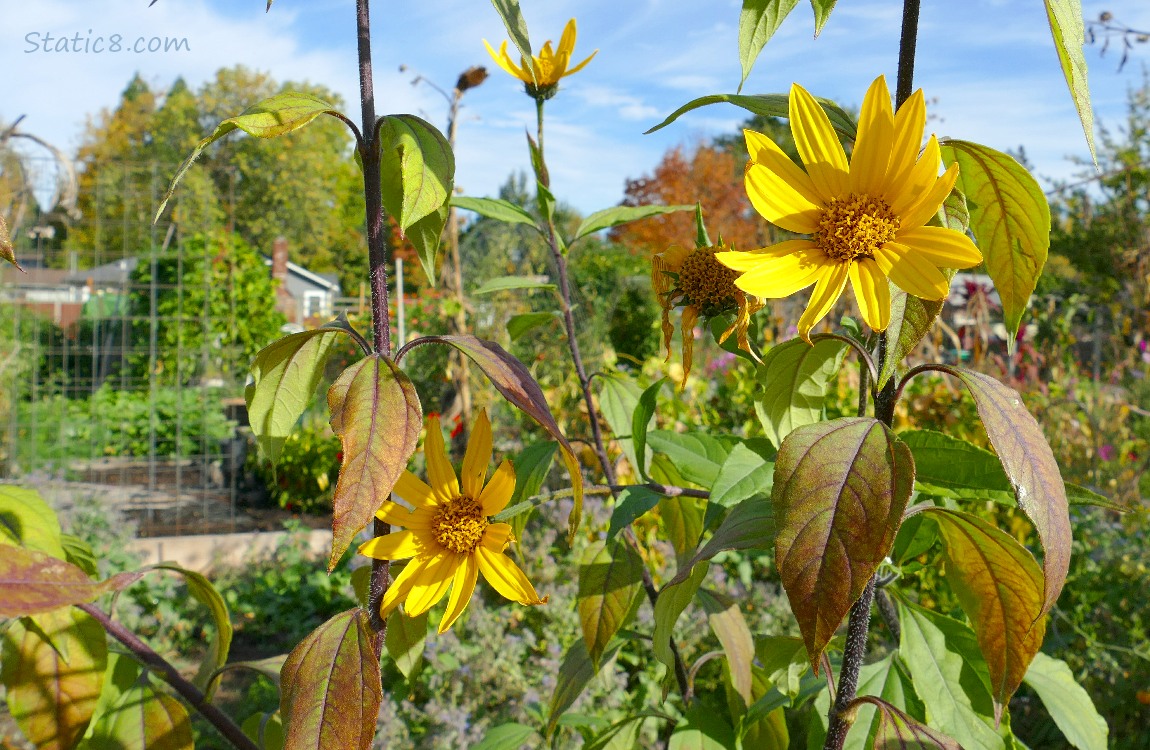 Sunchoke blooms in a garden plot