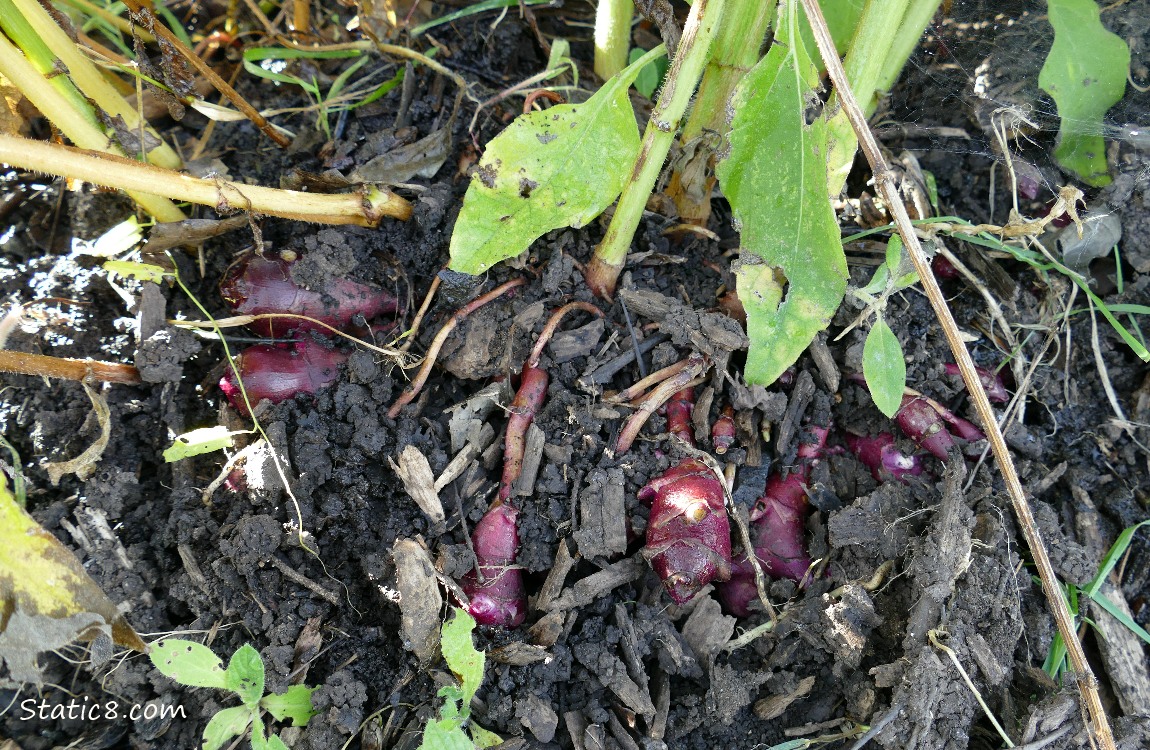 Sunchoke roots coming out of the ground