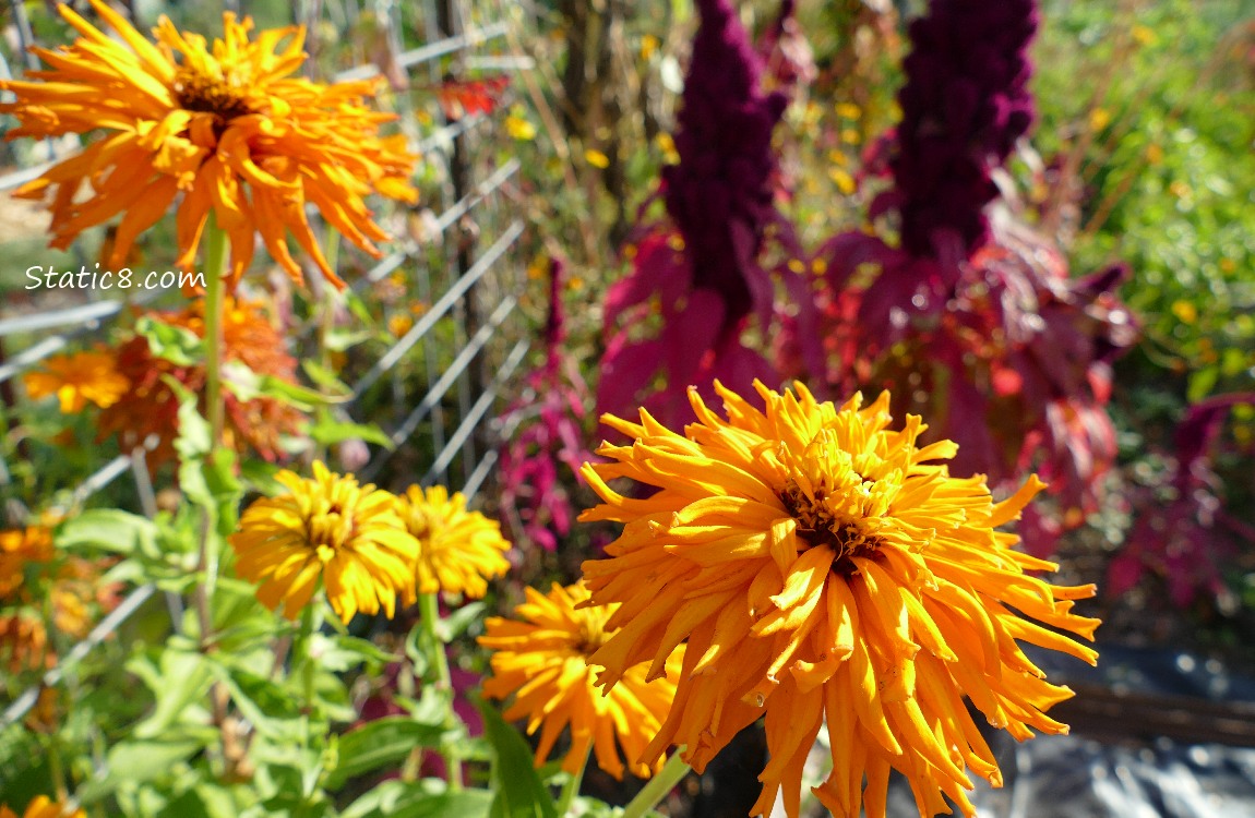 Orange Zinnia blooms with Red Amaranths in the background