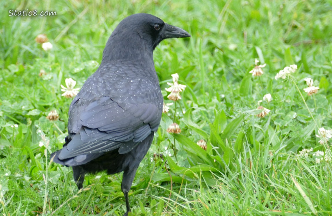 Crow standing in the grass, small raindrops on her back