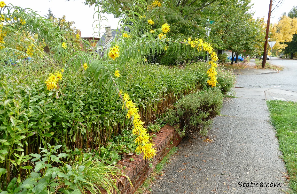 Droopy Sunchoke stalks in someones yard, next to the sidewalk