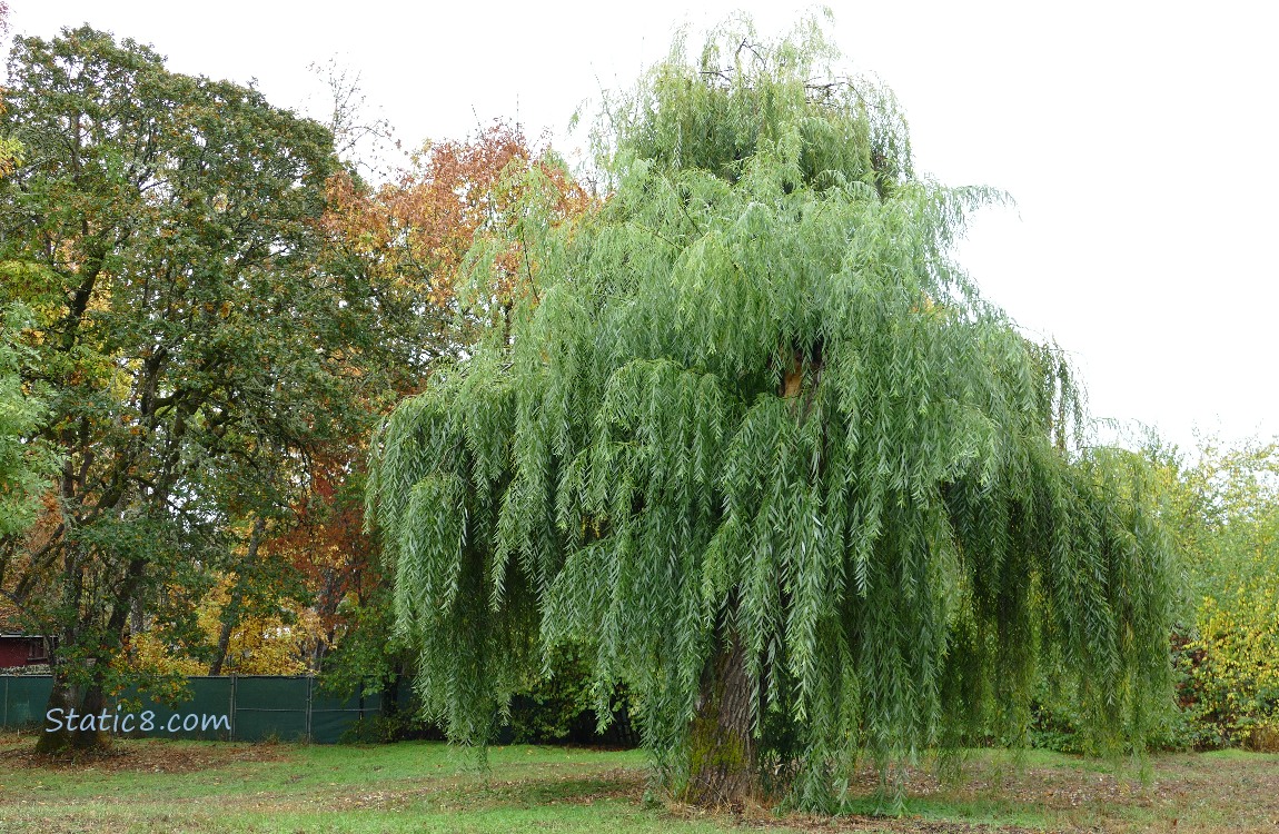 Willow tree