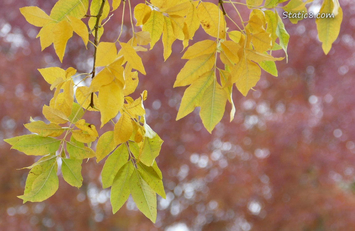 Yellow leaves hanging down from tree branches