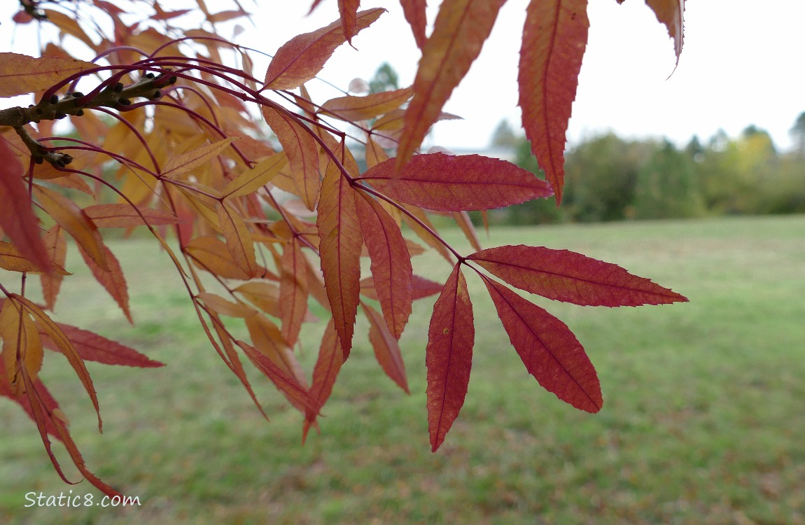 Red leaves hanging down from twigs