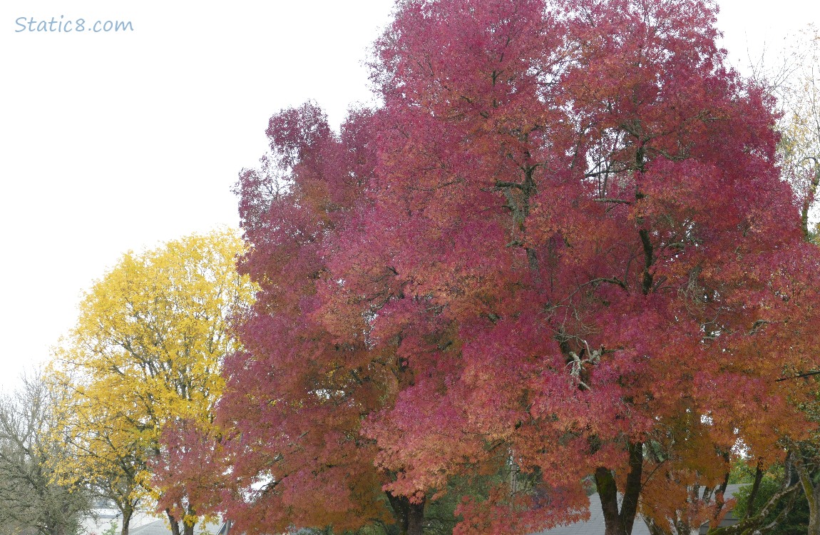 Autumn trees and a grey sky