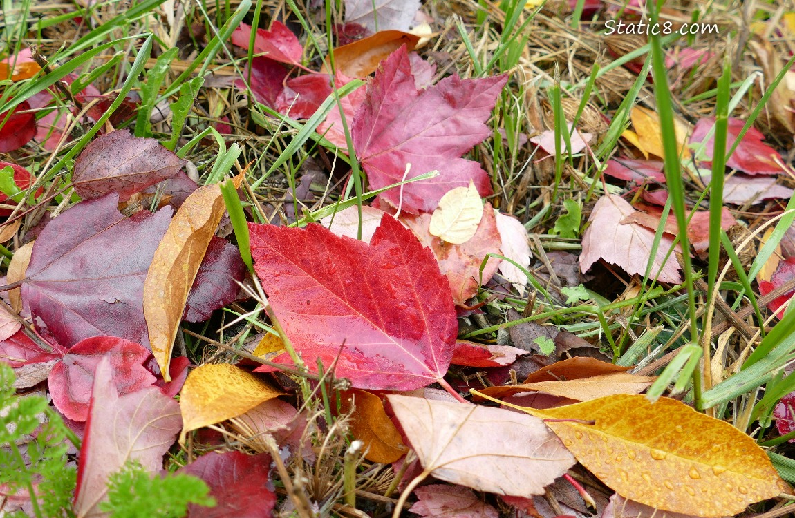 Fallen autumn leaves in the grass