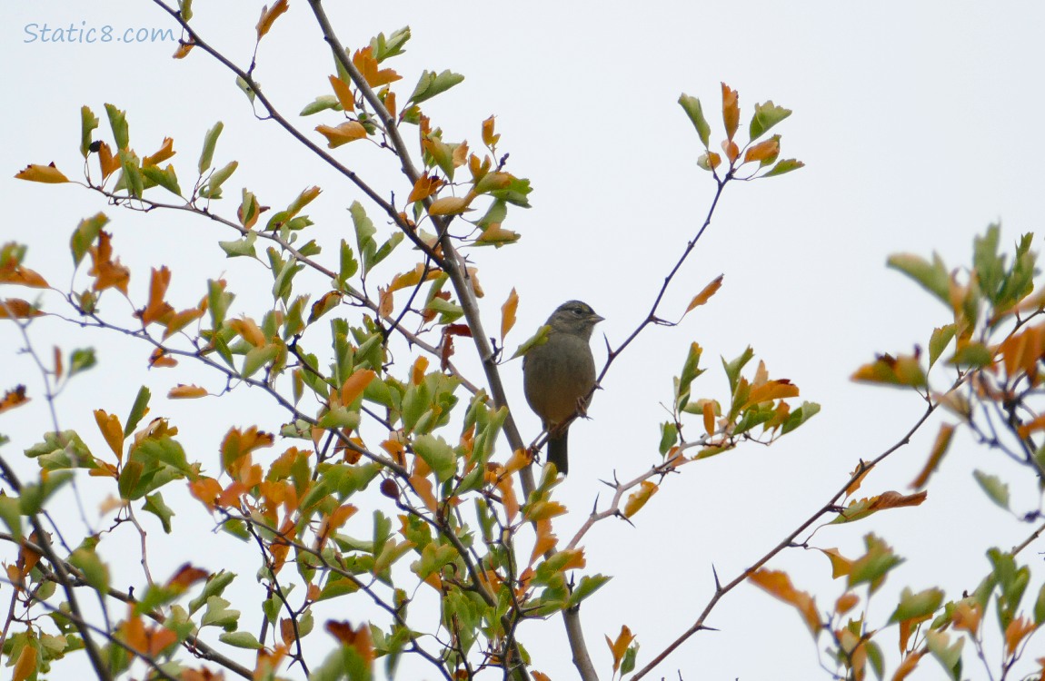 Little bird in a Hawthorn Tree