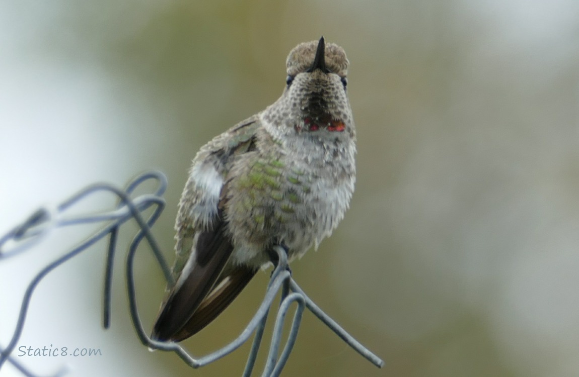 Anna Hummingbird standing on a wire trellis