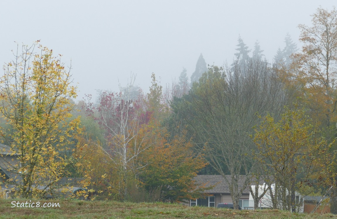 Autumn trees