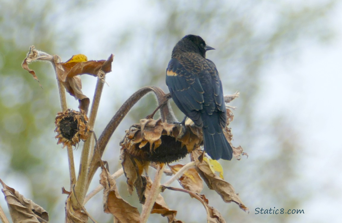 Red Wing Blackbird standing on a spent sunflower head