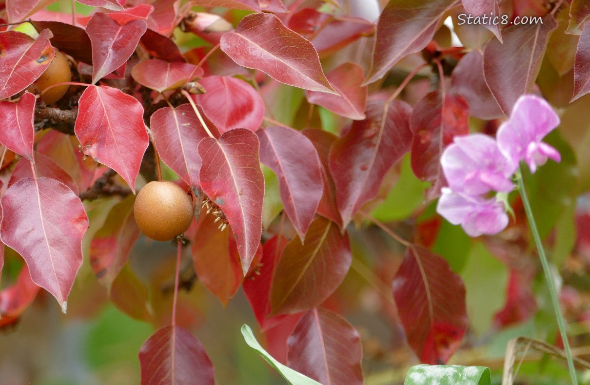 Tree with tan fruits and some pink Sweet Pea blooms