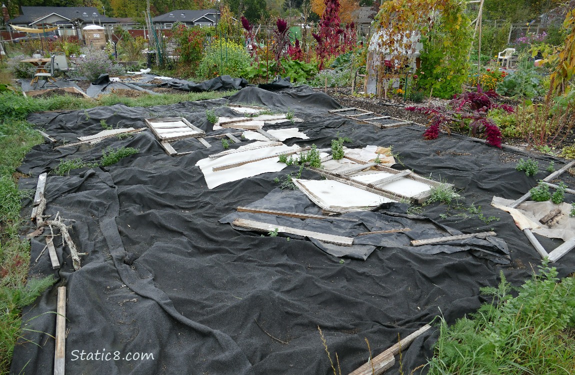 Garden plot covered with black fabric