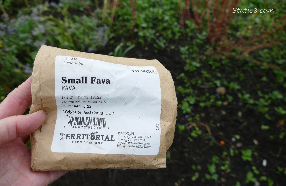 Fava seed pack held by a hand over the garden plot