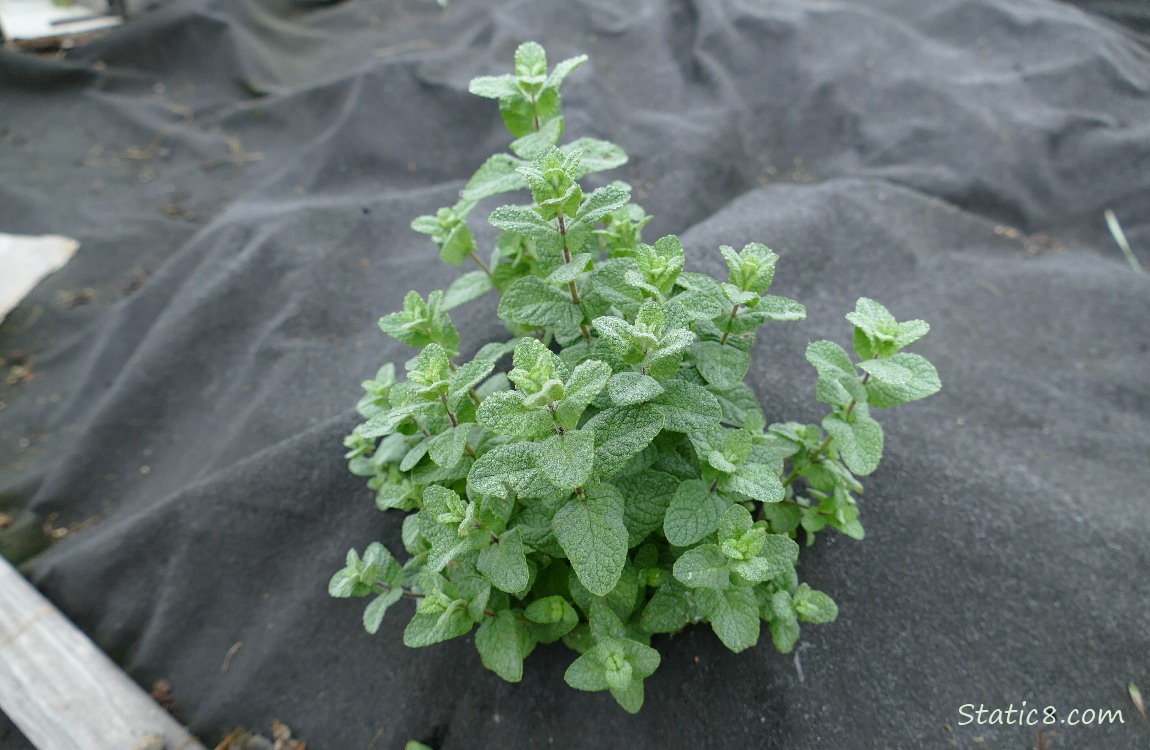 Mint plant growing past a black tarp