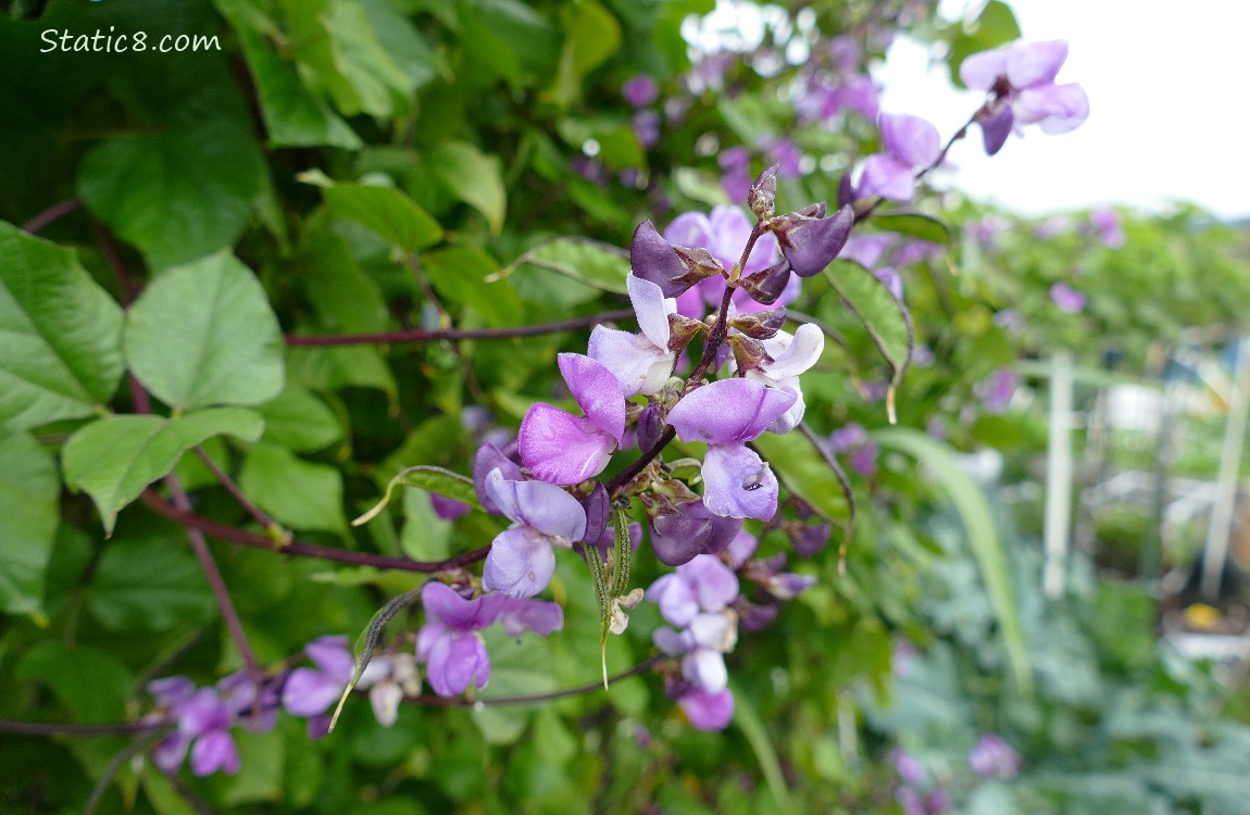 Purple Hyacinth Bean blooms