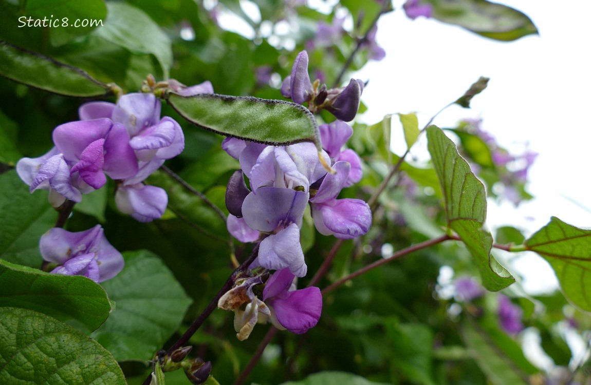 Purple Hyacinth Bean blooms