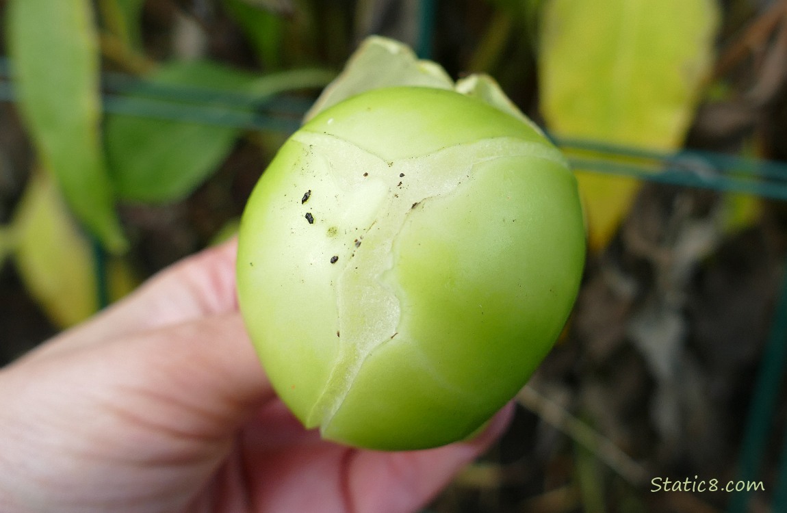 Cracked Tomatillo fruit