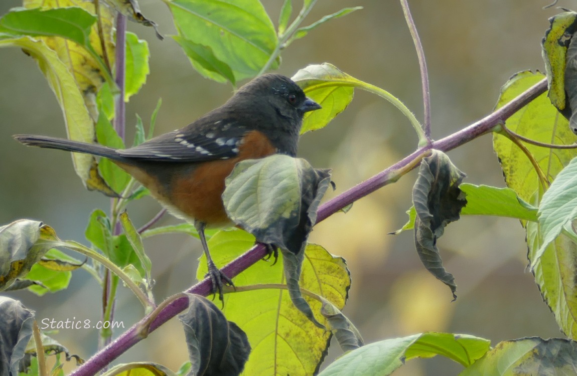 Towhee standing on a leaning sunchock stalk