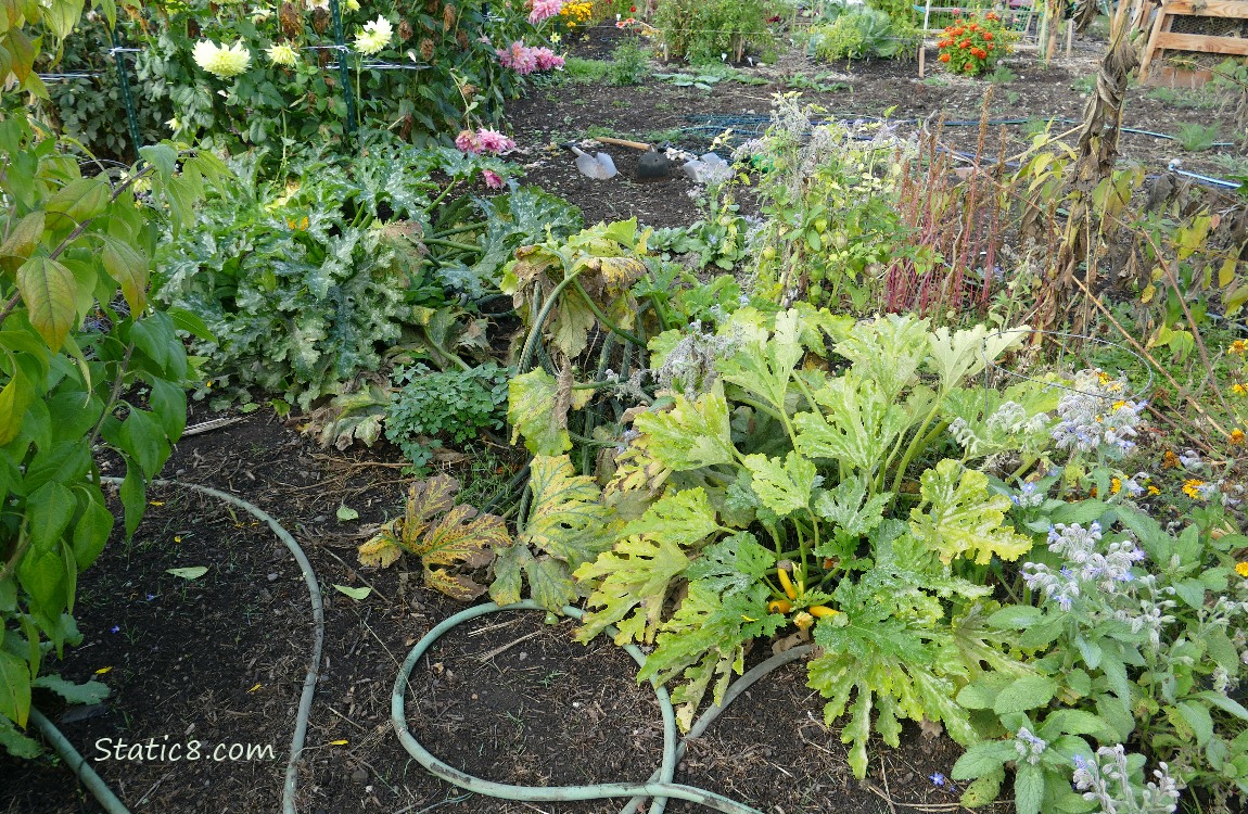 Zucchini plants and tomatillo