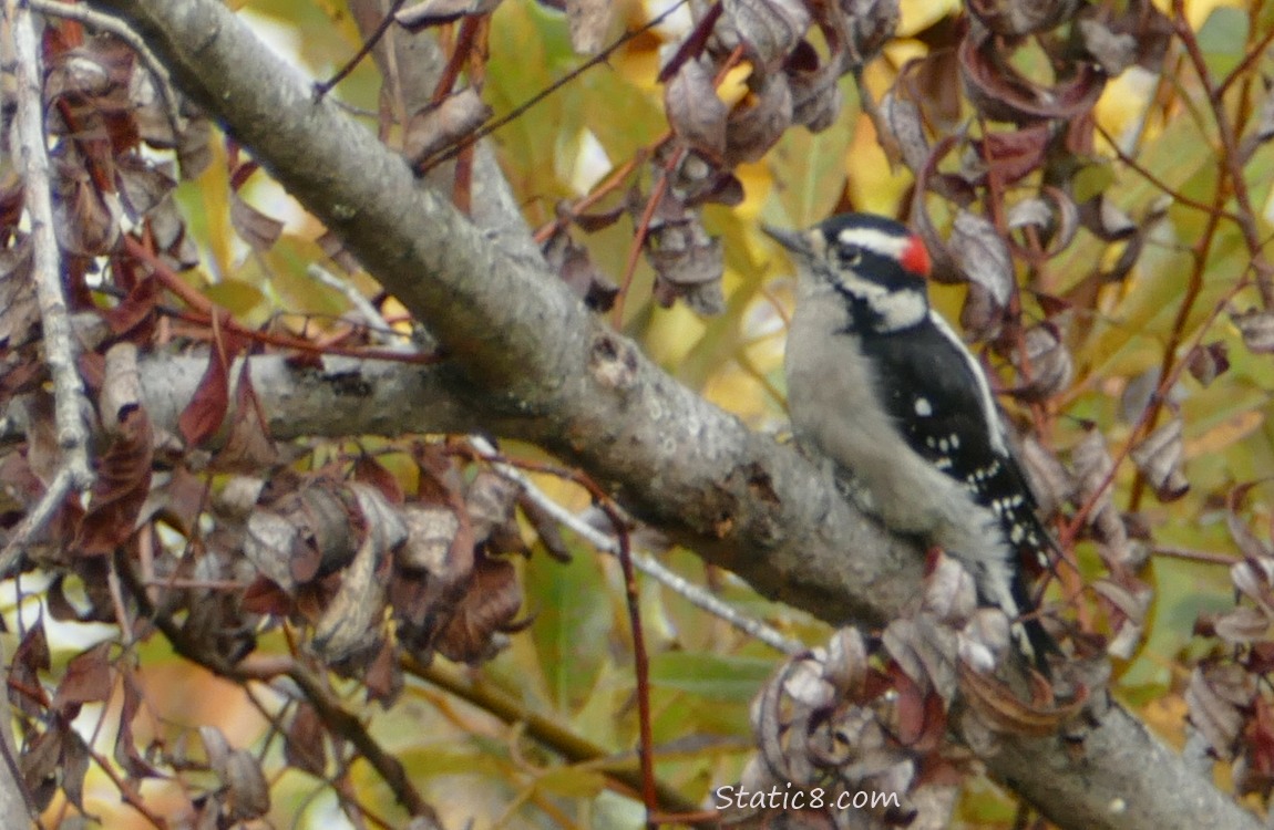 Downy Woodpecker standing on a tree branch