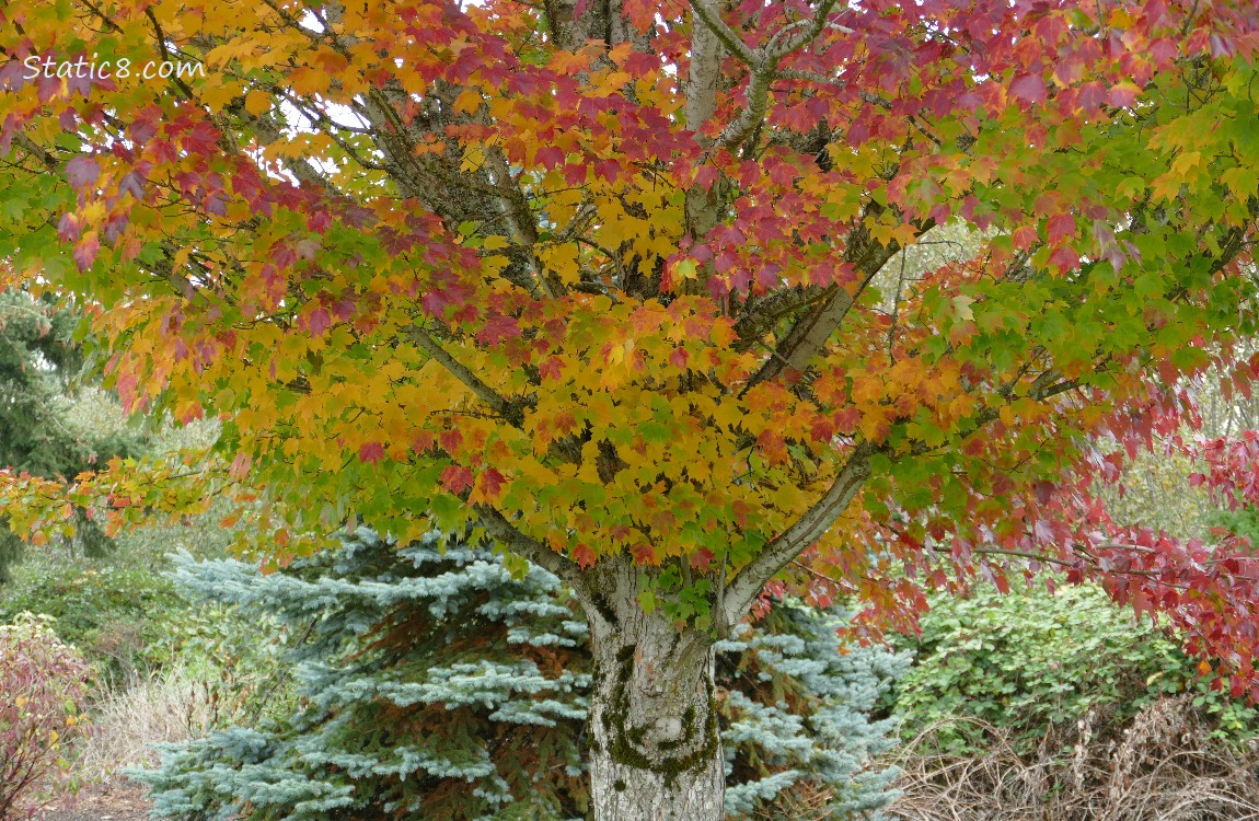 Tree with rainbow autumn leaves