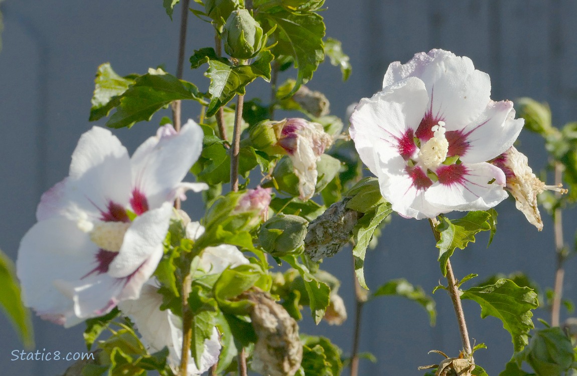 White Hibscus blooms