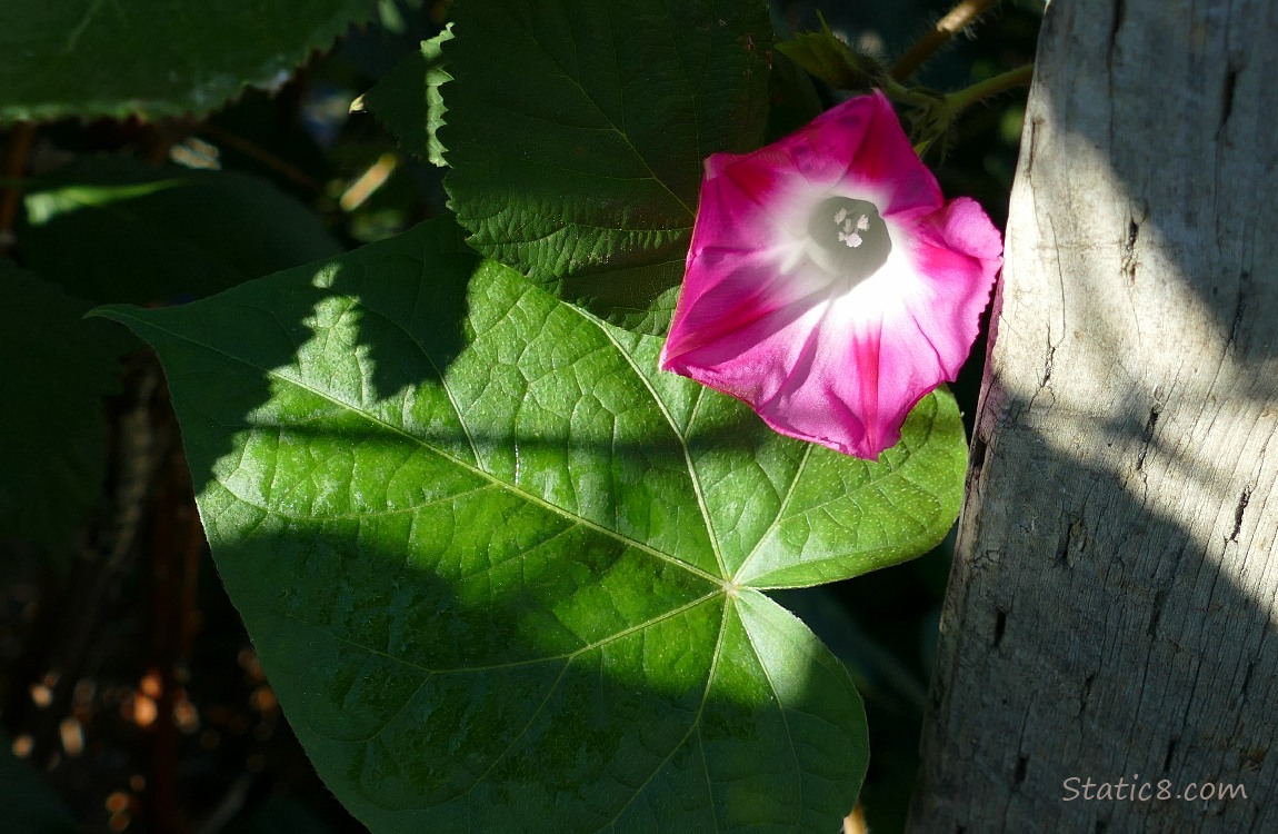 Morning Glory bloom emerging from the shadows